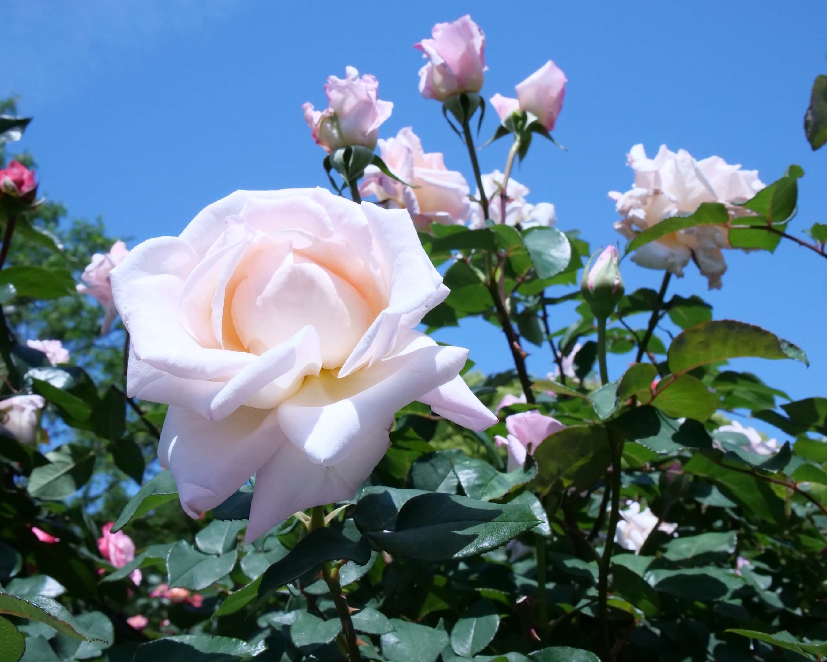 写真：片山公園の薔薇