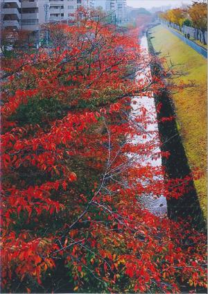 写真：No21紅葉の桜並木