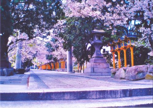 写真：No39片山神社の桜1