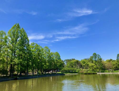 写真：No60青空と新緑と池のある穏やかな風景