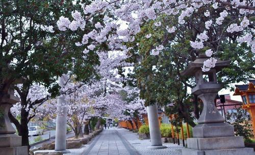 写真：片山神社の桜1