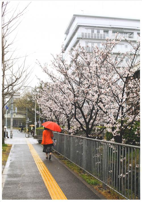 写真：濡れる桜に魅せられて…