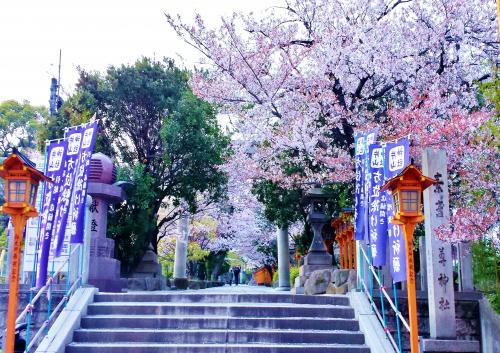 写真：片山神社（素盞烏尊神社）の桜