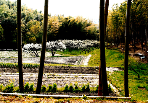 写真：杏の花咲く里山