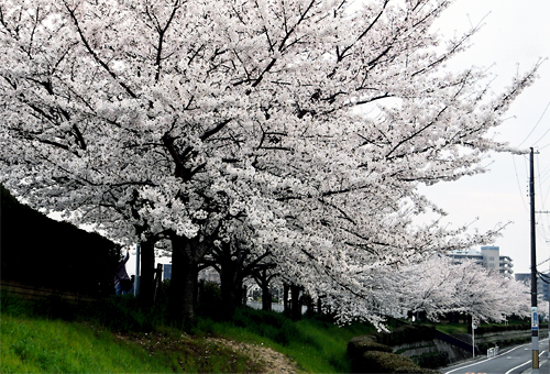 写真：春の糸田川1