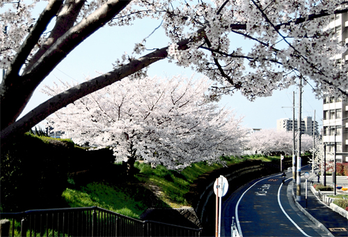 写真：春の糸田川2