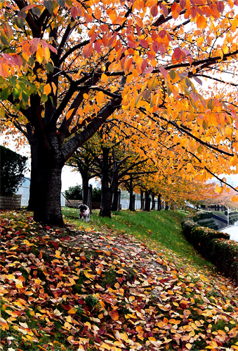 写真：秋の糸田川