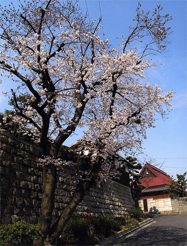写真：片山町の坂道と桜の古木