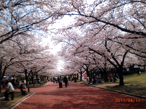 写真：桜のトンネル