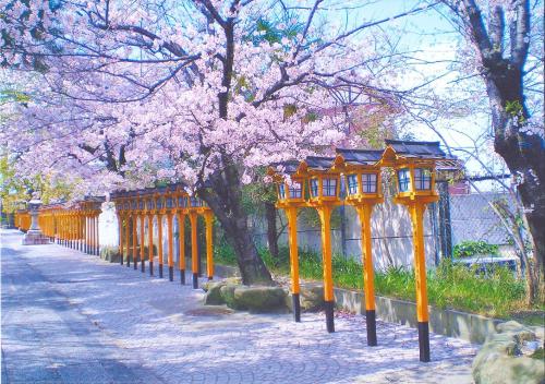 写真：8　桜