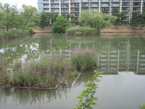 写真：池35-1 ピアノ池（藤白公園）