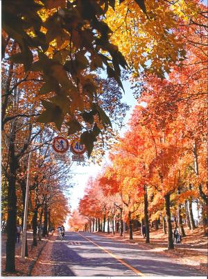 写真：晩秋の三色彩道4