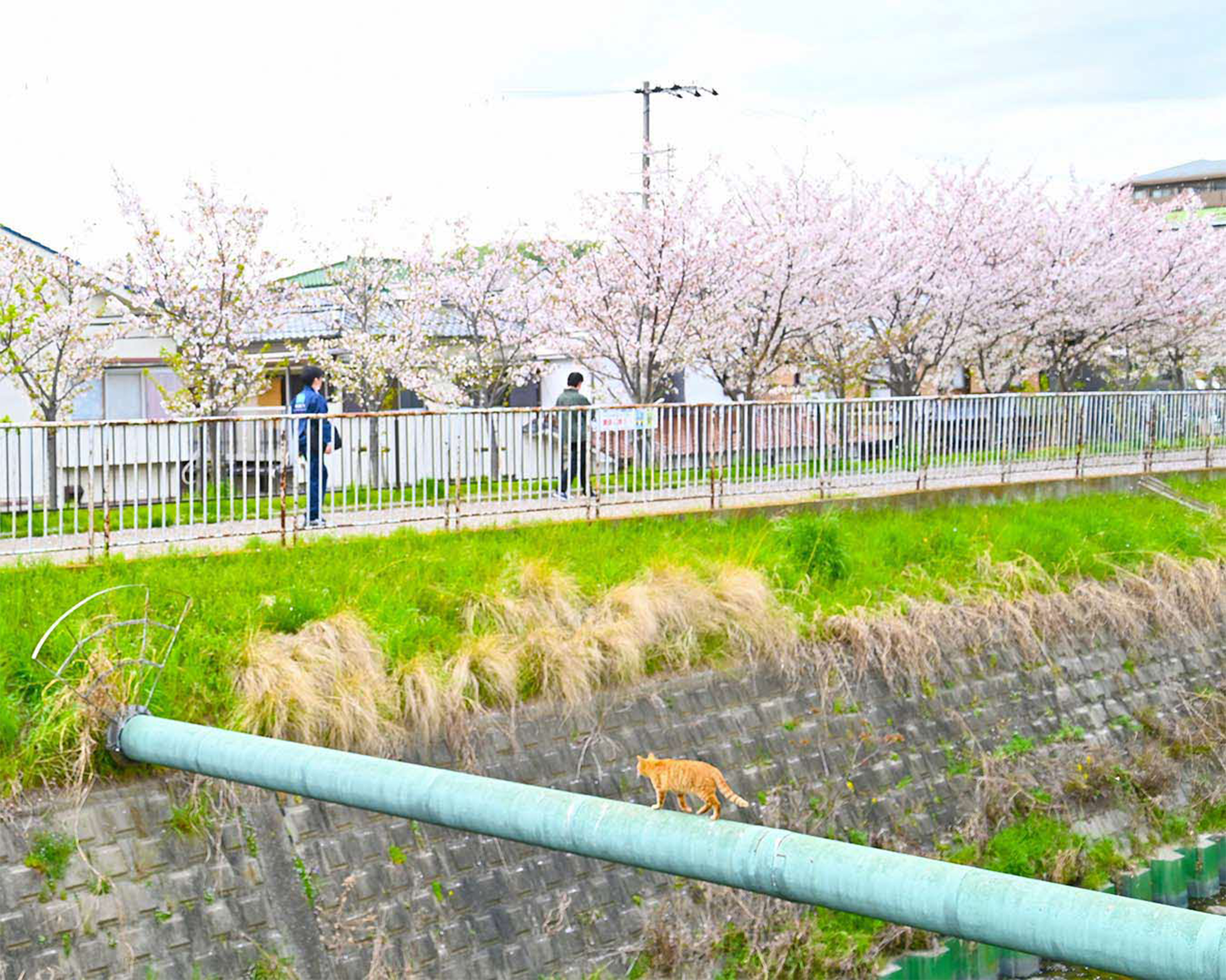 写真：糸田川の桜の写真