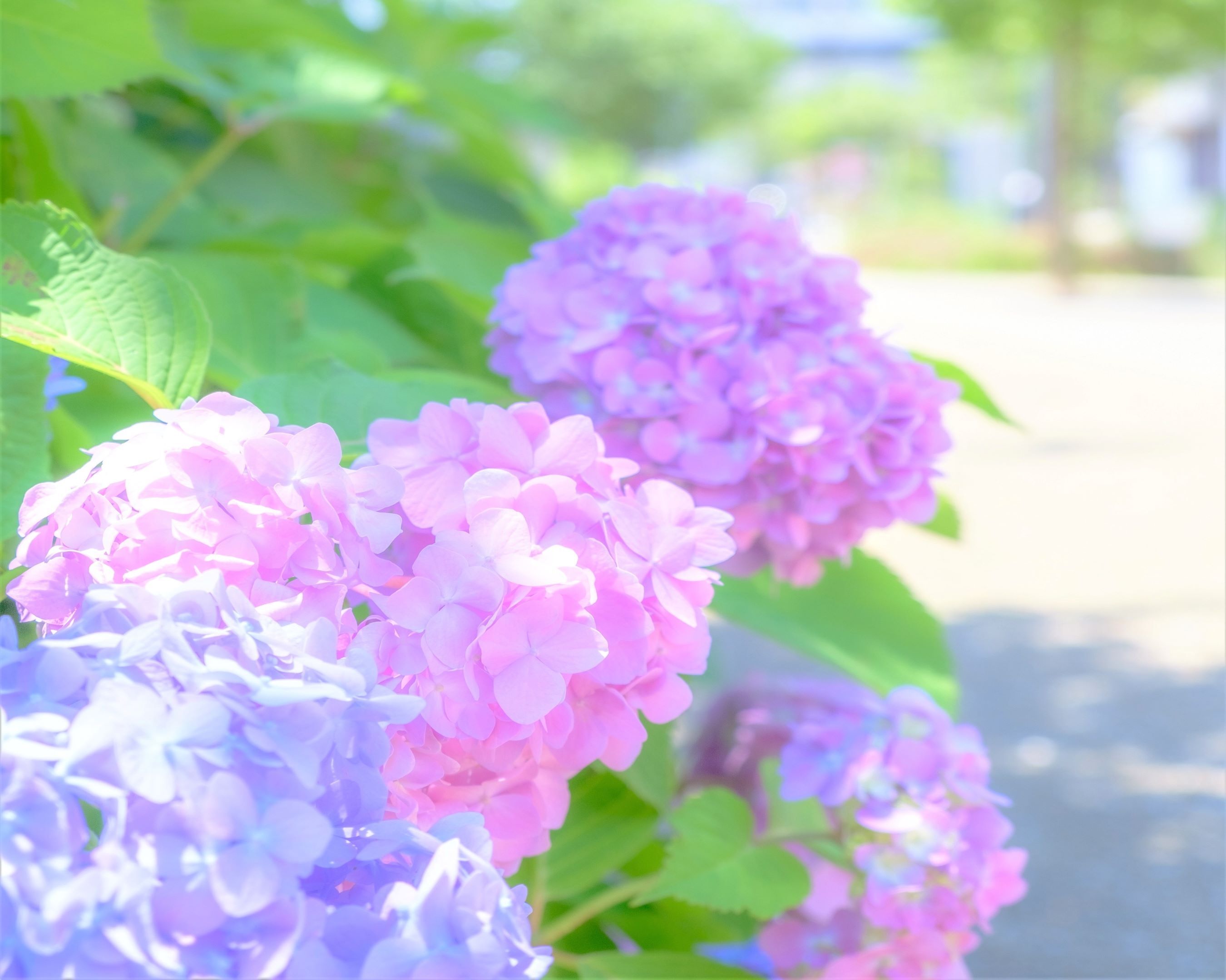 写真：健都レールサイド公園付近のあじさい