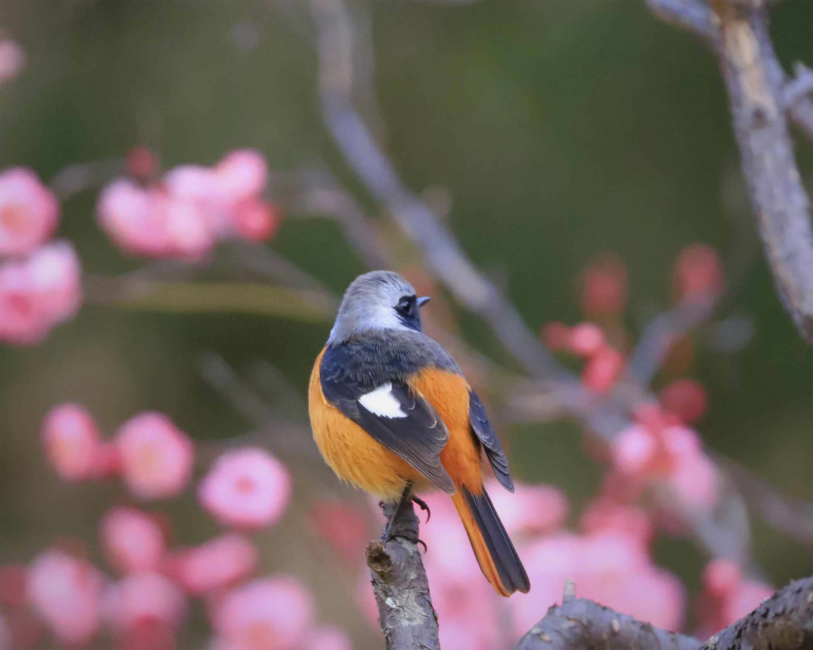 写真：千里南公園ジョウビタキの写真