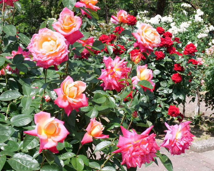 写真：片山公園のバラの写真