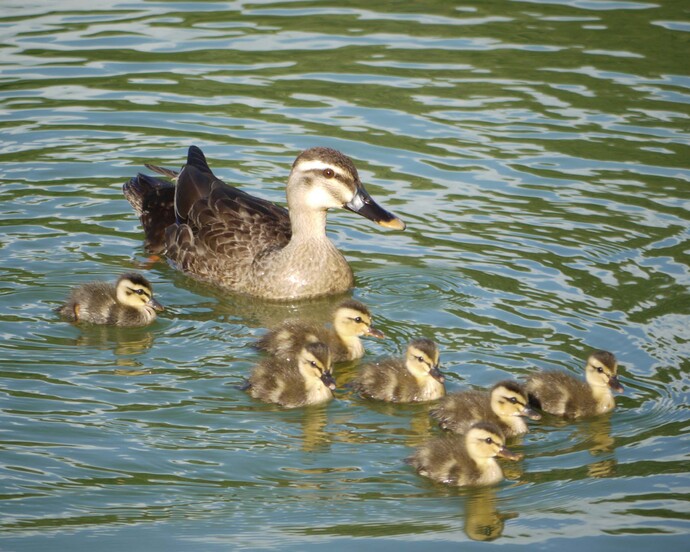 写真：千里南公園カルガモの写真