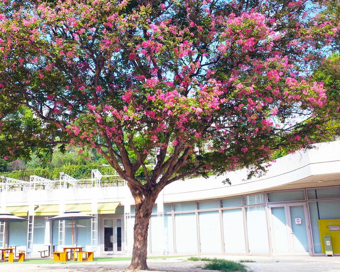 写真：江坂公園図書館前のさるすべりの写真