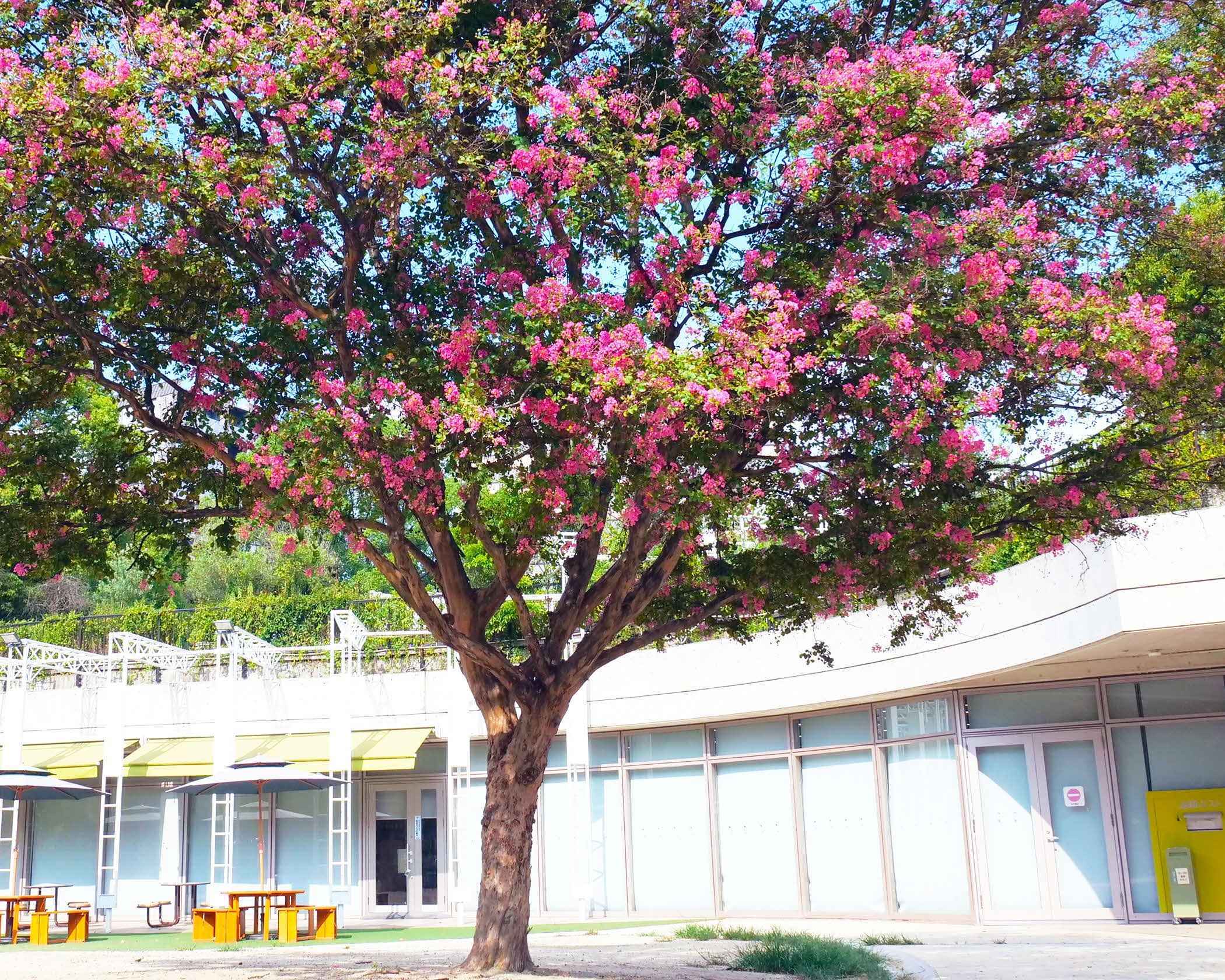 写真：江坂公園図書館前サルスベリの木の写真