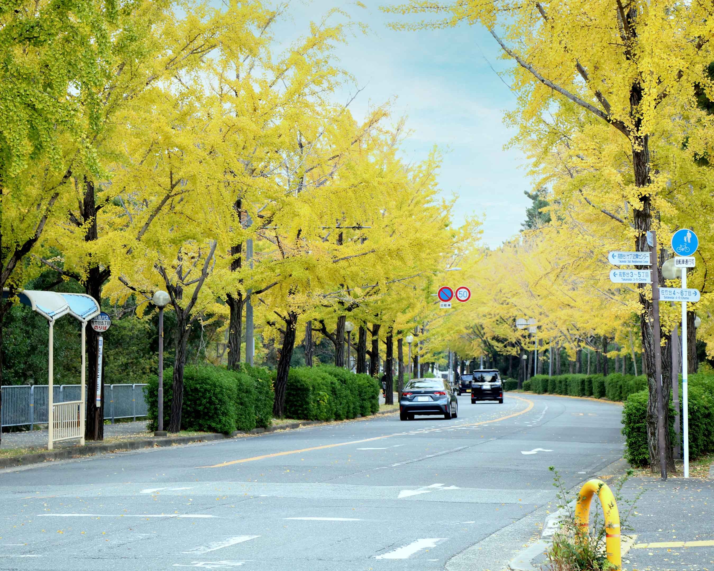 写真：ぎんなん通りの写真