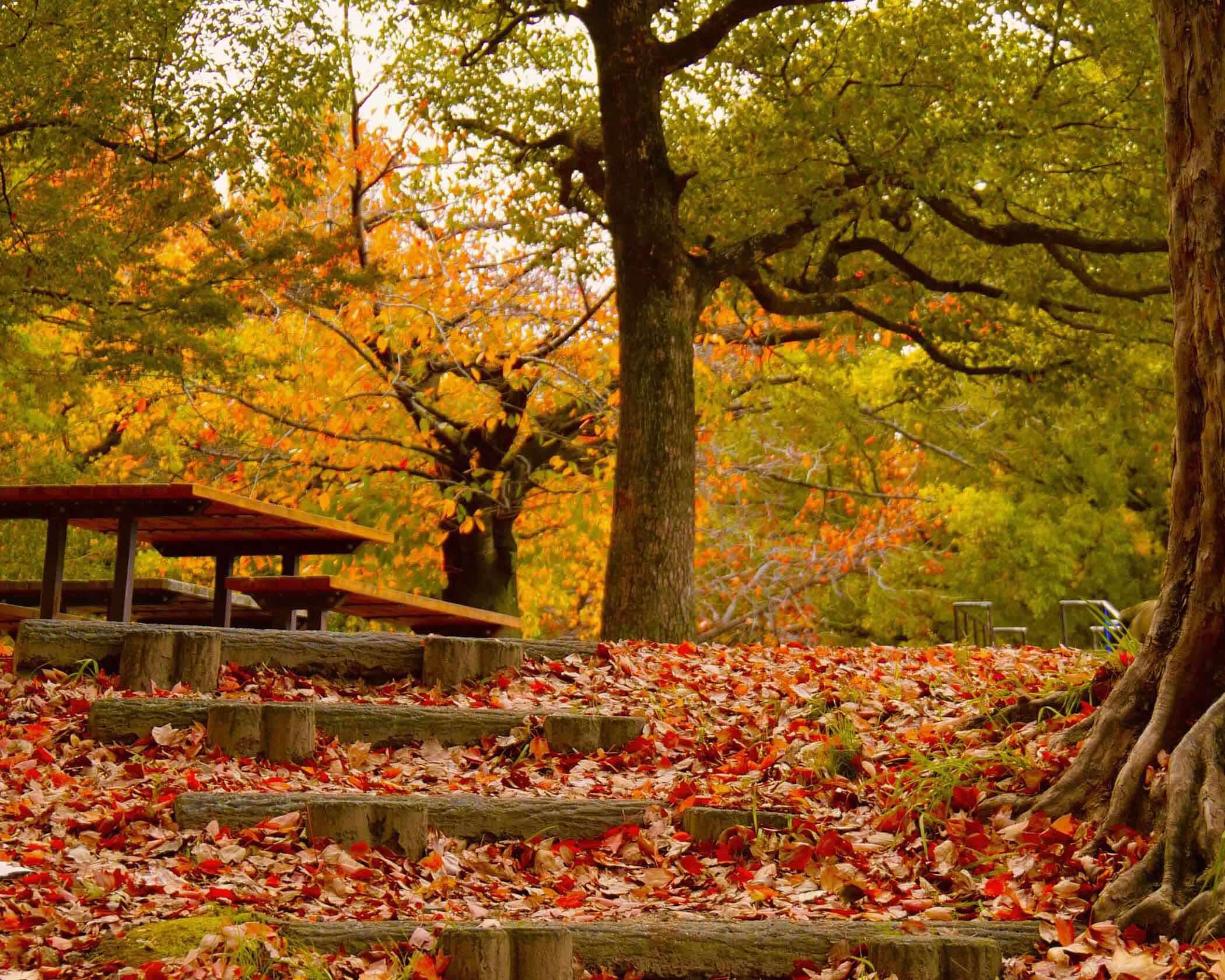 写真：中の島公園の写真