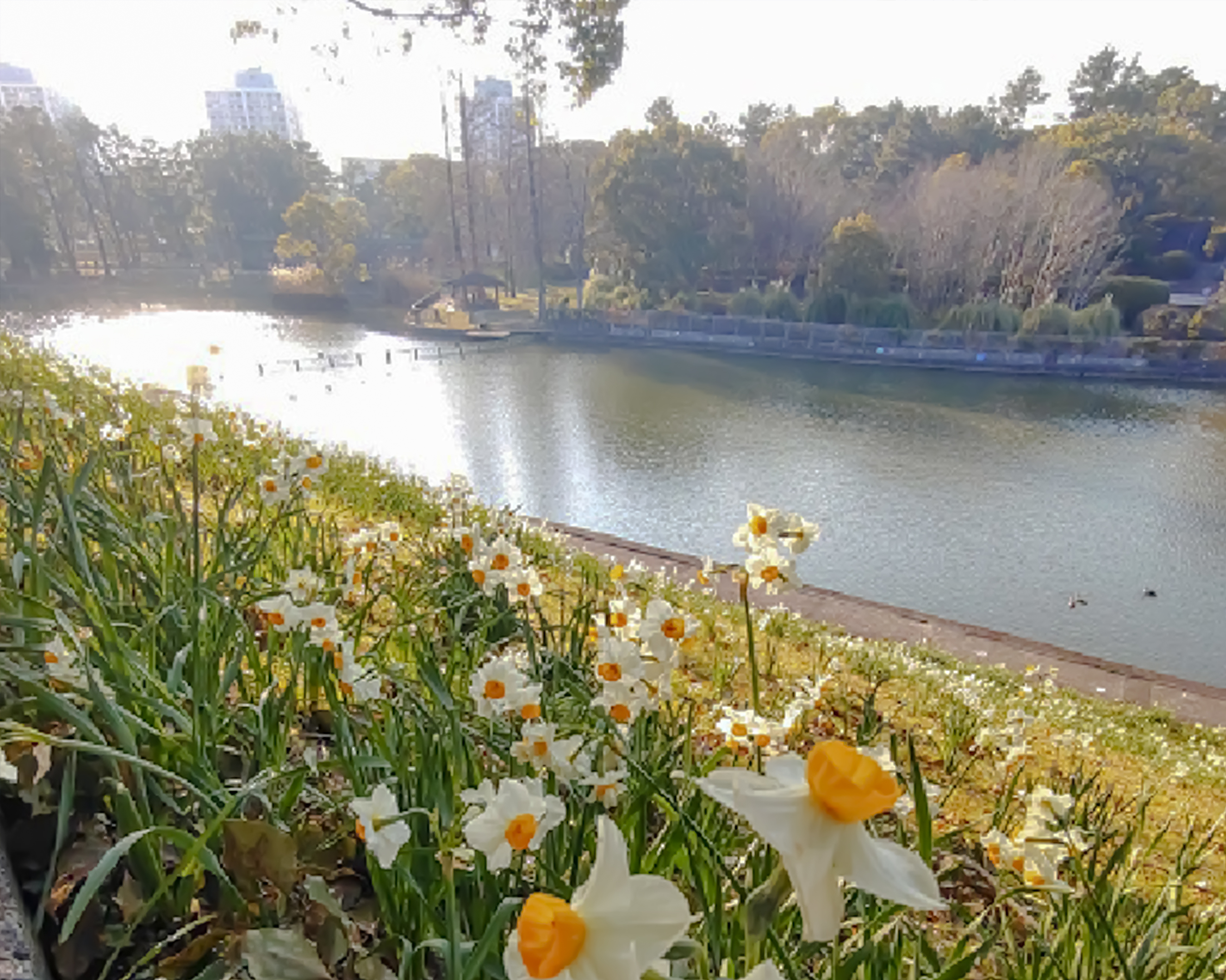 写真：千里南公園　水仙の写真