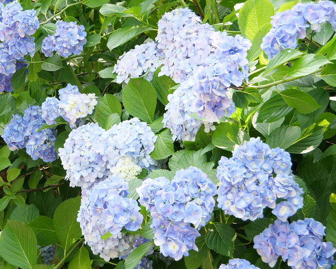 写真：千里南公園のあじさいの写真