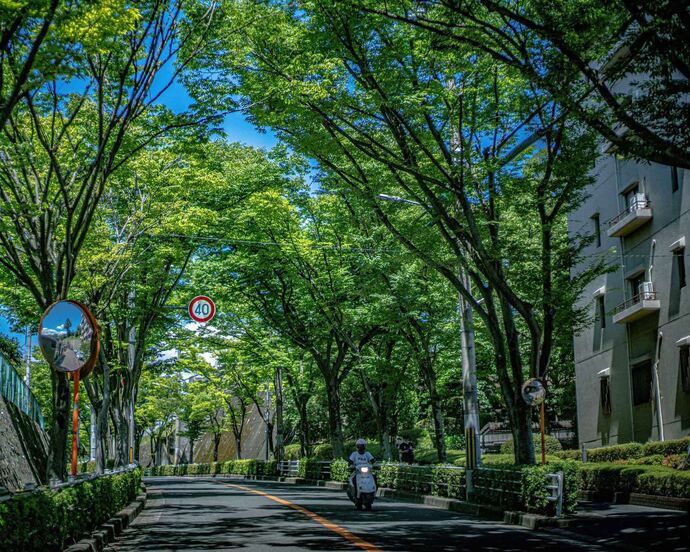 写真：こもれび通りの写真
