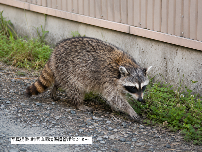 アライグマの写真