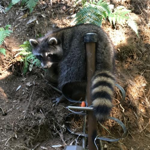 写真：アライグマしっぽ