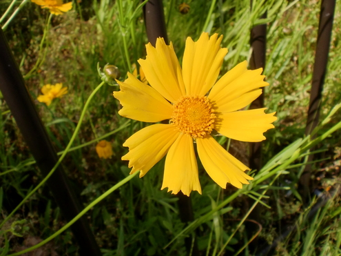 写真：オオキンケイギクの花