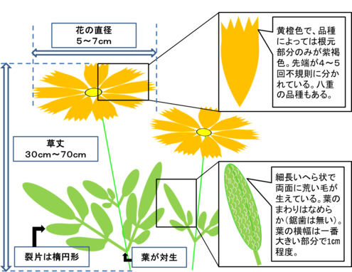イラスト：オオキンケイギクの花の特徴