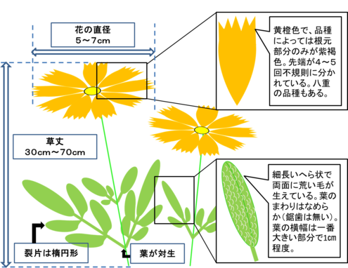イラスト:オオキンケイギクの花の特徴