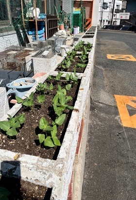 ささげ豆の芽が出てきた様子の写真