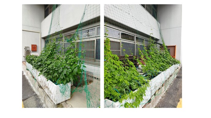 ささげ豆とゴーヤ
