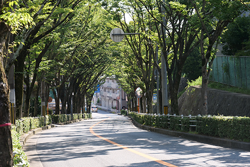 こもれび通りの写真