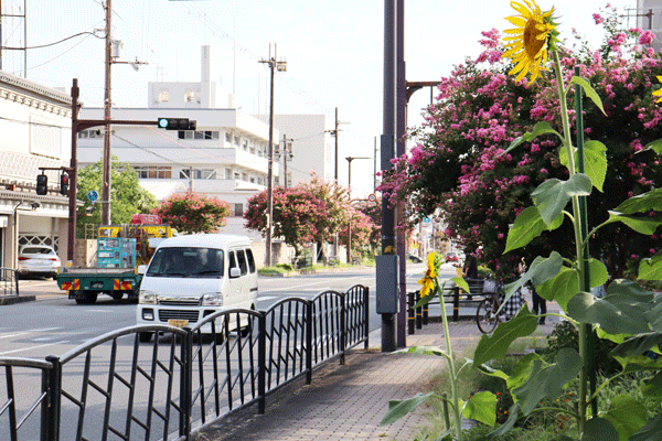 フラワーロードの写真