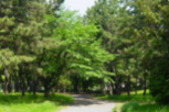 写真:公園1