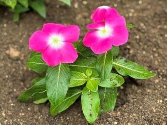 写真:片山浄水所の花壇