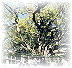 写真：保護樹木に指定されたクスノキ