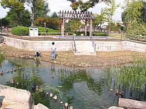 水際まで近寄ることができる池です。