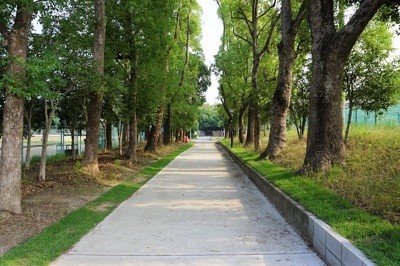 背の高い樹木の影が美しい遊歩道