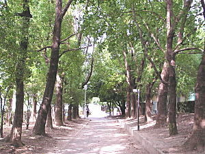 背の高い樹木の影が美しい遊歩道