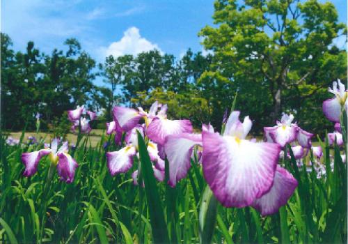 写真：No5菖蒲と青空