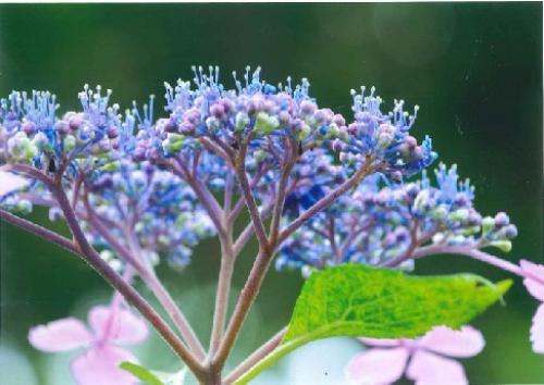 写真：No7芽の背伸び