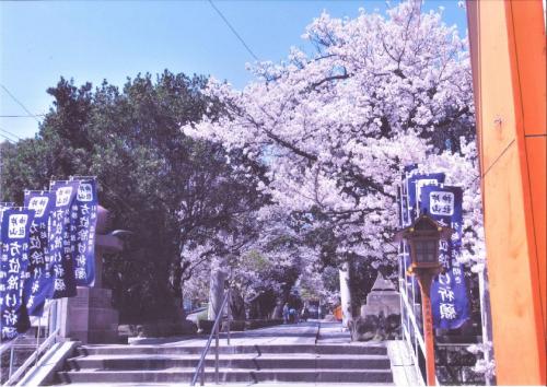 写真：No18片山神社の桜②