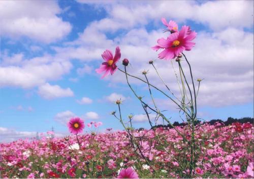 写真：No30秋空の花畑