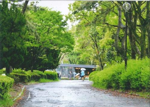 写真：No34雨の日の公園