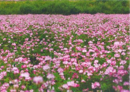 写真：No46春の彩り