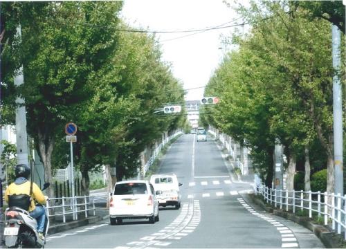 写真：No47緑の車道